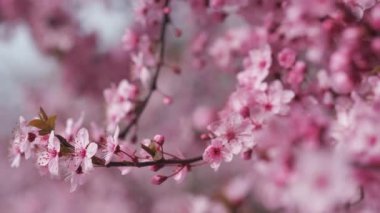 Sıcak, güneşli bir günde çiçek açan badem ağacının yakın görüntüsü. Pembe çiçeklerin çiçeği. Güney İspanya 'da ekili bahçeler