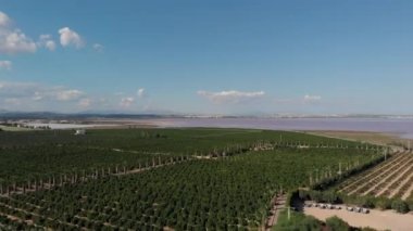 İnsansız hava aracı tarlaları ve Torrevieja 'nın Las Salinas tuz gölü manzarası. Güneşli, sıcak, mavi gökyüzü ve pofuduk bulutlar, güzel manzara, yukarıdan manzara. Costa Blanca 'da. İspanya