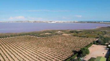 Las Salinas 'ın havadan panoramik manzaralı tuzlu gölü, güneşli yaz gününde ağaçlarla işlenmiş tarım arazileri. Tuz üretimi, tarım arazisi manzarası. Costa Blanca, Torrevieja, İspanya