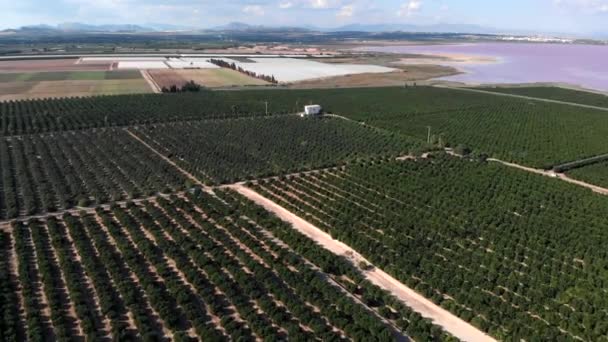 파노라마는 무더운 여름철에 나무들이 자라고 살리나스의 염호를 보여준다 농장은 위에서 — 비디오