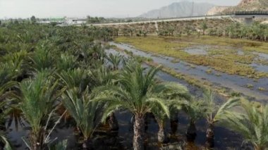 Orihuela, Spain- October 8, 2019: Aerial view aftermath of heavy rain, flooded fields, dead crops. Gota fria or cold drop flood consequences, high impact rainfall in Spain, natural disaster result