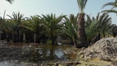Aerial drone point view aftermath of heavy rain, flooded fields, dead crops. Gota fria or cold drop flood consequences, high impact rainfall in Spain, natural disaster, extreme weather result concept