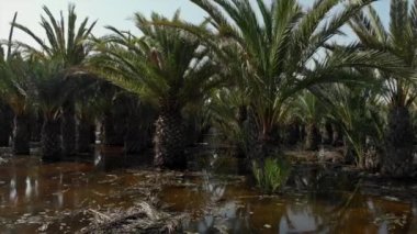 Aerial drone point view aftermath of heavy rain, flooded fields, dead crops. Gota fria or cold drop flood consequences, high impact rainfall in Spain, natural disaster, extreme weather result concept