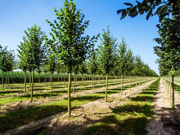 Rows of caucasian lime trees — Stock Photo, Image