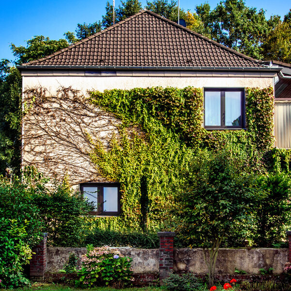 Facade of rural house with ivy