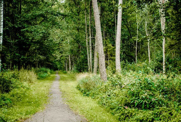 Chemin à travers une forêt, paysage d'été — Photo