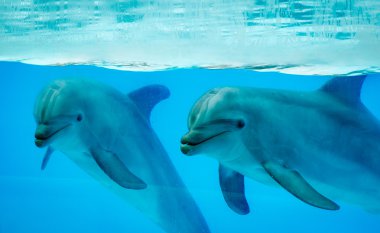 Couple dolphins in a pool clipart