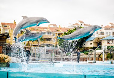 Benalmadena Marinada Selwo yunuslar göstermek