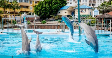 Benalmadena Marinada Selwo yunuslar göstermek