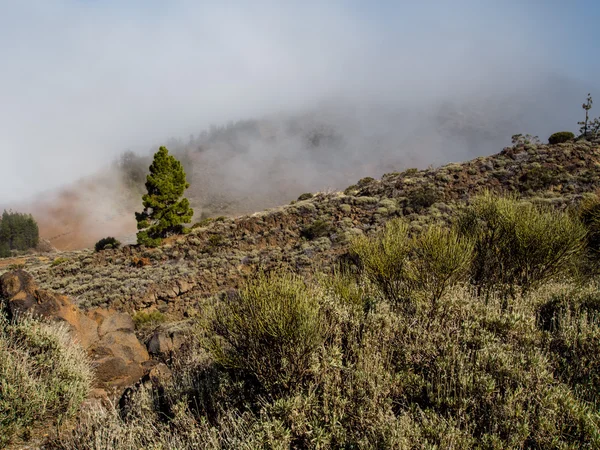 Versant nord du volcan Teide. Tenerife, îles Canaries. Espagne — Photo