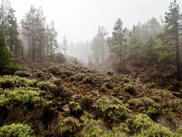 Norra sluttningen av vulkanen Teide. Teneriffa, Kanarieöarna. Spanien — Stockfoto