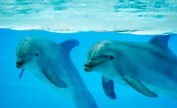 Пара дельфинов в бассейне — стоковое фото