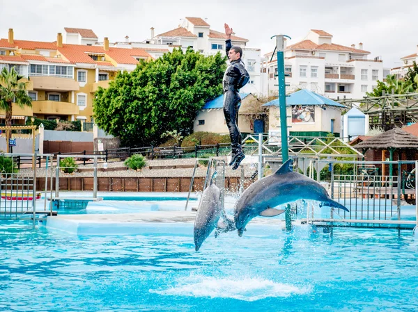 Delfíni show v Selwo Marina v Benalmádena — Stock fotografie