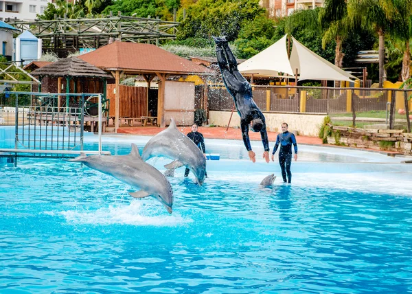 Dolphins show in Selwo Marina in Benalmadena — Stock Photo, Image