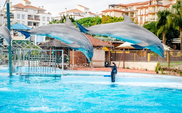 Espectáculo de delfines en Selwo Marina en Benalmádena — Foto de Stock
