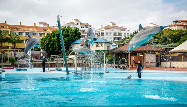 Dolphins show in Selwo Marina in Benalmadena — Stock Photo, Image