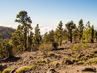Güzel manzara ağaçlar ve bulutlar. Teide Milli Parkı