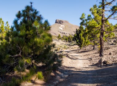 Teide Milli Parkı, Tenerife. Kanarya Adaları, İspanya