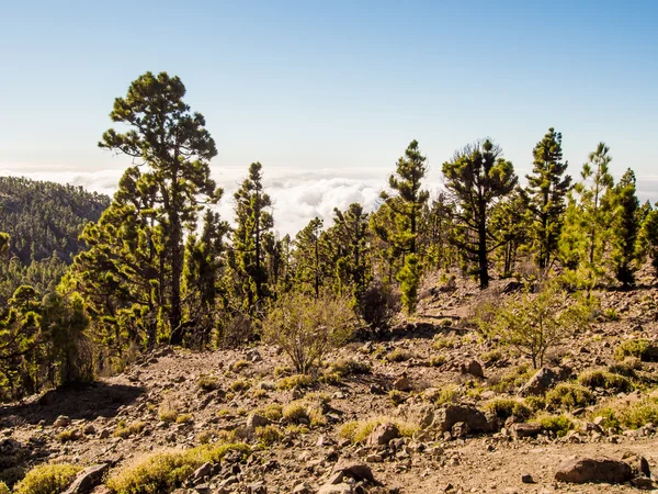 Hermoso paisaje con árboles y nubes. Parque Nacional del Teide — Foto de Stock