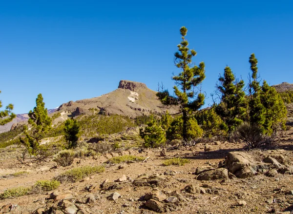 Teide Nationalpark, Teneriffa. Kanarische Inseln, Spanien — Stockfoto