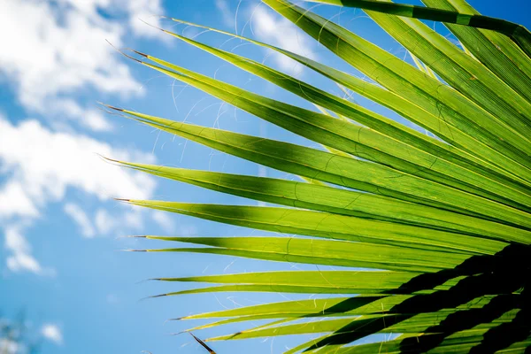 Sfondo tropicale. Vacanza e concetto di viaggio — Foto Stock