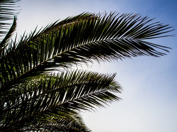Palmeira ramos sobre céu azul — Fotografia de Stock