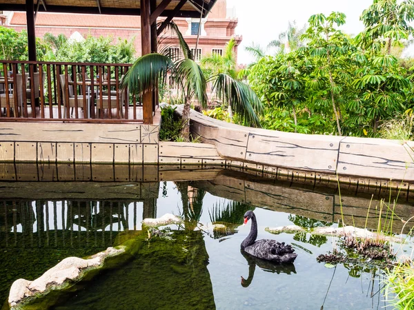 Black swan in a pond — Stock Photo, Image