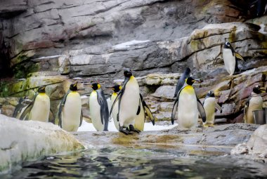 Penguenler