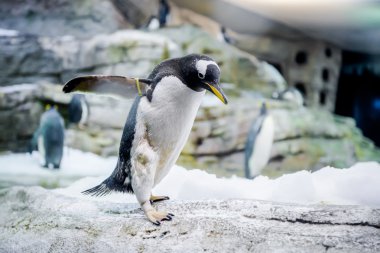 Penguenler