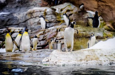 Penguenler