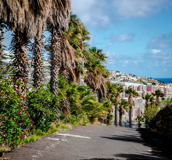 Santa Cruz de Tenerife. Tenerife, Canary Islands, Spain — Stock Photo, Image