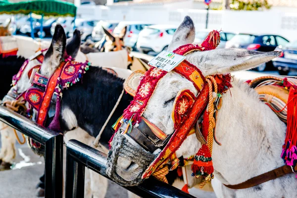 Eşek taksi — Stok fotoğraf