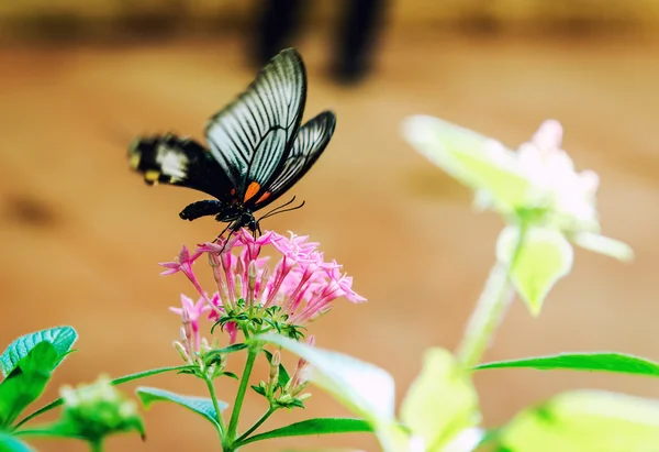 Çiçekteki kelebek — Stok fotoğraf