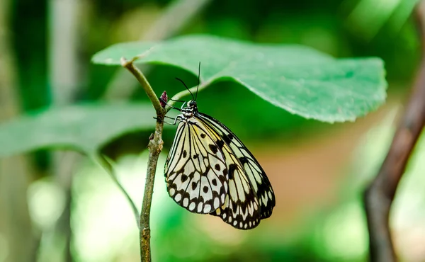 Tree Nymph butterfly hanging on a green leaf — Stock Photo, Image