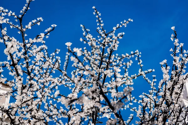 Led árvore de cereja galhos sobre o céu azul — Fotografia de Stock