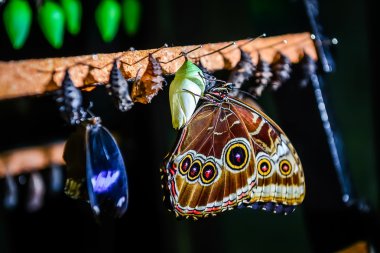 Morfo peleides kelebek ve chrysalis Close-Up