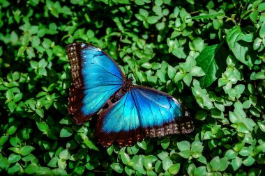 Blue Morpho butterfly  clipart