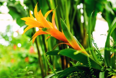 Canistropsis billbergioides Close-Up 