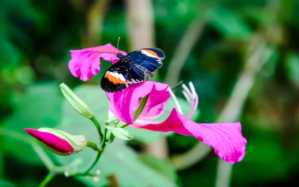 Heliconius erato (postino rosso) farfalla su un fiore — Foto Stock