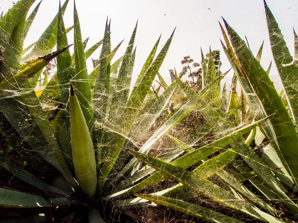 Teia de aranha em plantas — Fotografia de Stock