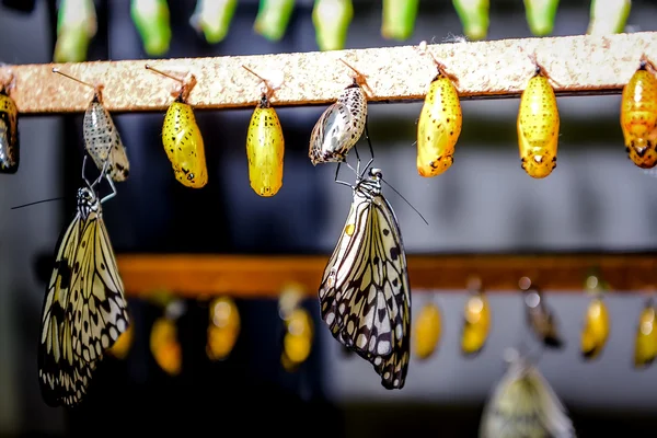 Chrysalis of Idea leuconoe butterfly — Stock Photo, Image