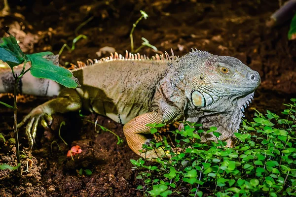 Close-up de iguana verde (Iguana iguana ) — Fotografia de Stock