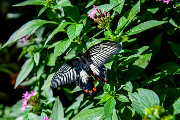 Grande Mormone su un fiore — Foto Stock