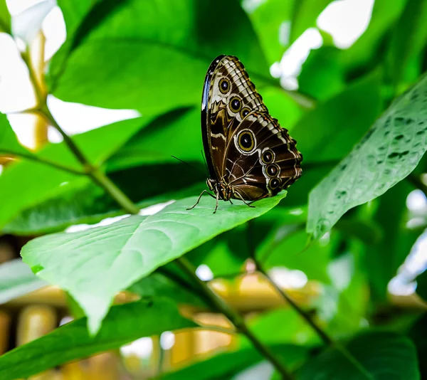 Morpho peleides vlinder — Stockfoto