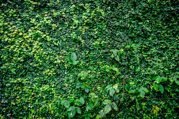 Green leaves background — Stock Photo, Image