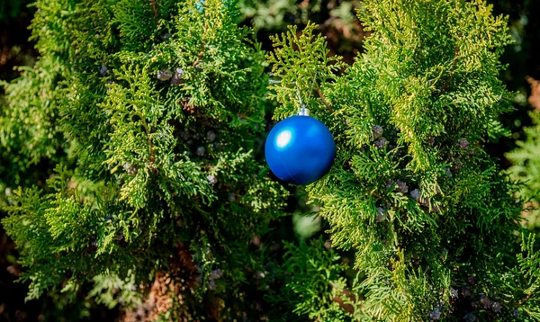 Blå boll hängande på pine kvist — Stockfoto