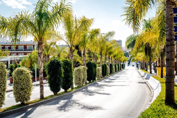 Palmiye ağaçları ile kaplı yol. Malaga, Güney İspanya — Stok fotoğraf