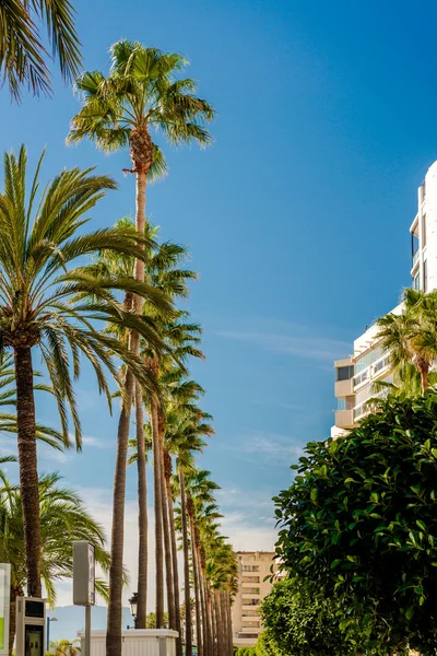 Palm trees in a row against blue sky background — Stock Photo, Image