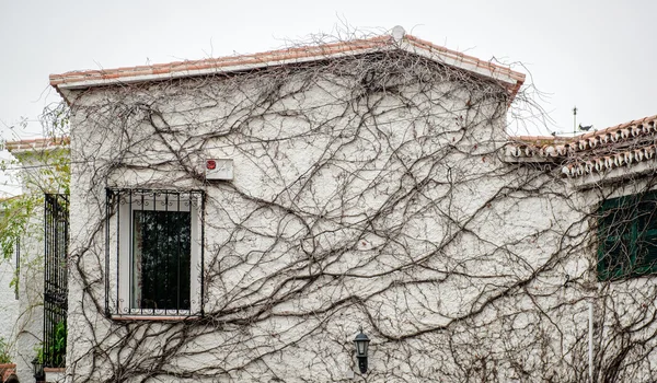 Száraz, fonnyadt borostyánnal borított fehér ház külső — Stock Fotó