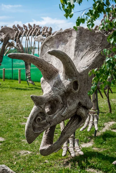 Triceratops skeleton outdoors — Stock Photo, Image